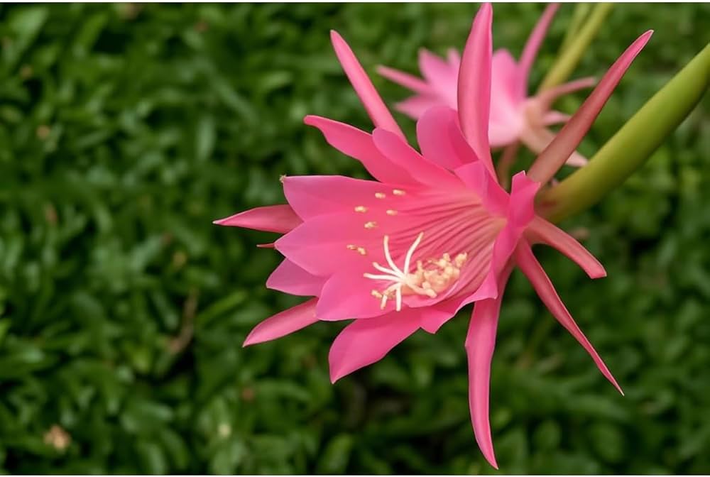 Light Pink Epiphyllum Flower Seeds for Planting – Heirloom NonGMO Organic Garden Seeds with High Germination
 
 Sale