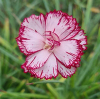 White Maroon Dianthus Flower seeds for Planting Premium Quality Heirloom & GMO Free Seeds for Home Garden 
 
 Sale