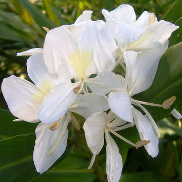 Heirloom Hedychium Coronarium Flower seeds for Planting Premium Quality Heirloom & GMO Free Seeds for Home Garden