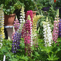 Castle Russell Lupine Lupinus Polyphyllus Seeds for planting in wild garden