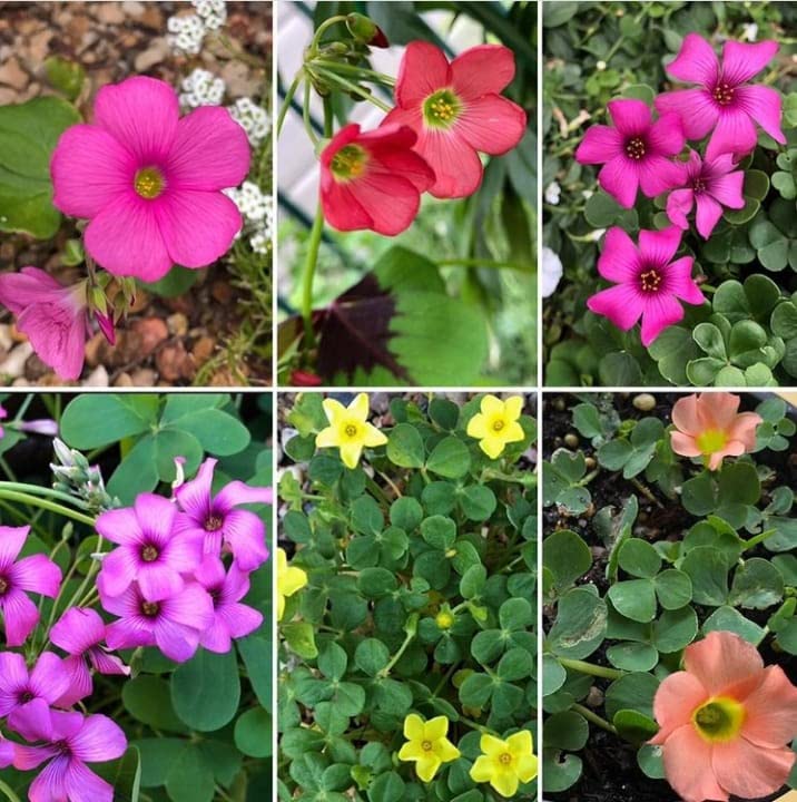 Mixed Oxalis Flower seeds for Planting Long Bloom Season Heirloom & GMO Free Seeds for Home Garden
