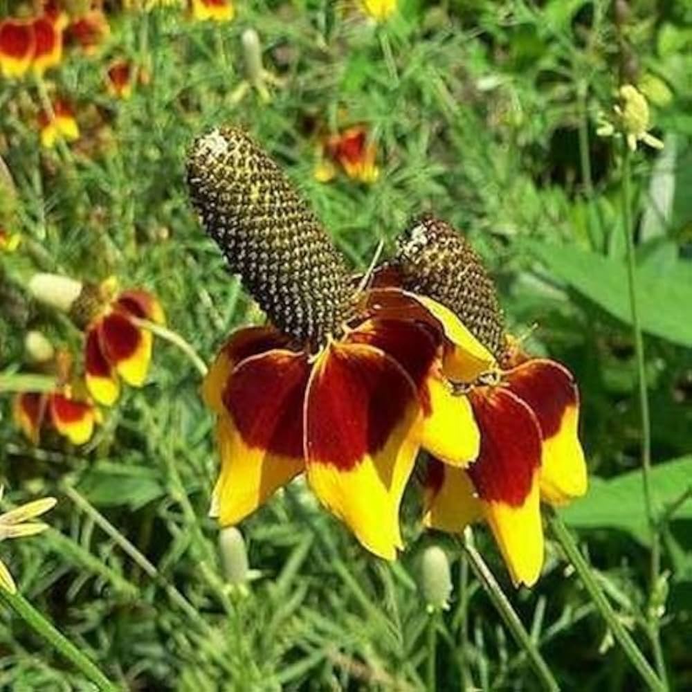 Mexican Hat Ratibida Columnifera Seeds – Unique Native Wildflower Variety