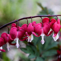 Bleeding Heart Flower seeds for Planting Hardy Variety Heirloom & GMO Free Seeds for Home Garden 
 
 Sale