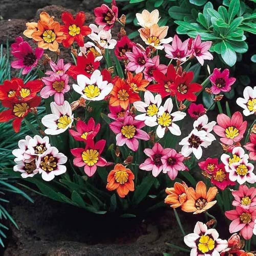 Sparaxis Mix Seeds for Planting  Colorful Garden Flowers