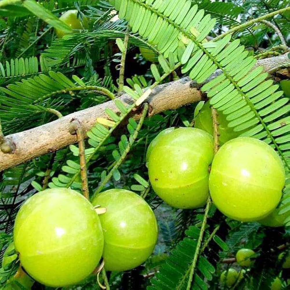 Green Amla Seeds for Planting - Grow Your Own Amla Tree