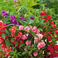 Mixed Impatiens Balsamine Flower seeds for Planting Vibrant Colors Heirloom & GMO Free Seeds for Home Garden 
 
 Sale