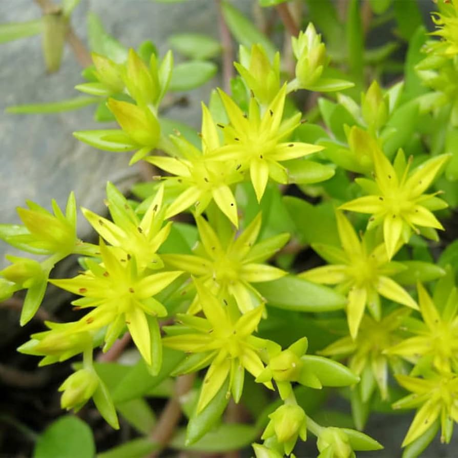 Yellow Stonecrop Flower Seeds Planting