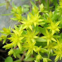 Yellow Stonecrop Flower Seeds Planting