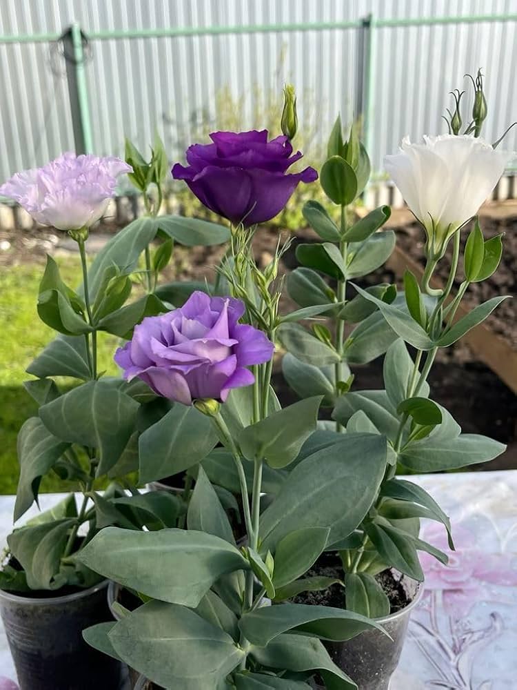 Lisianthus Flower Seeds for Lush, Blooming Beds
