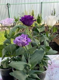 Lisianthus Flower Seeds for Lush, Blooming Beds