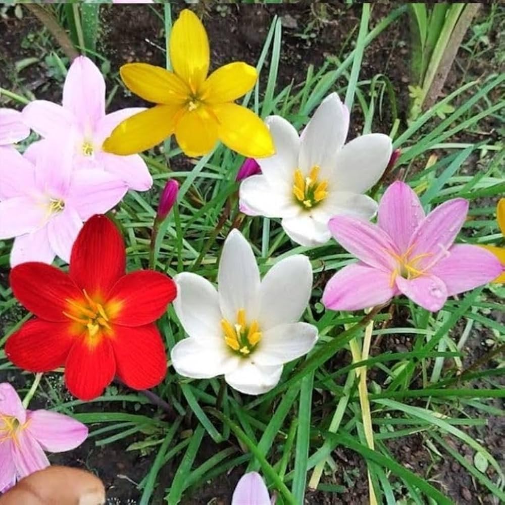 Mixed Rain Lily Flower seeds for Planting - Easy to Grow, Heirloom & GMO Free Seeds for Home Garden