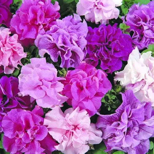 Elevate Your Garden with Burgundy Double Petunia Flower Seeds for Vibrant Planting
