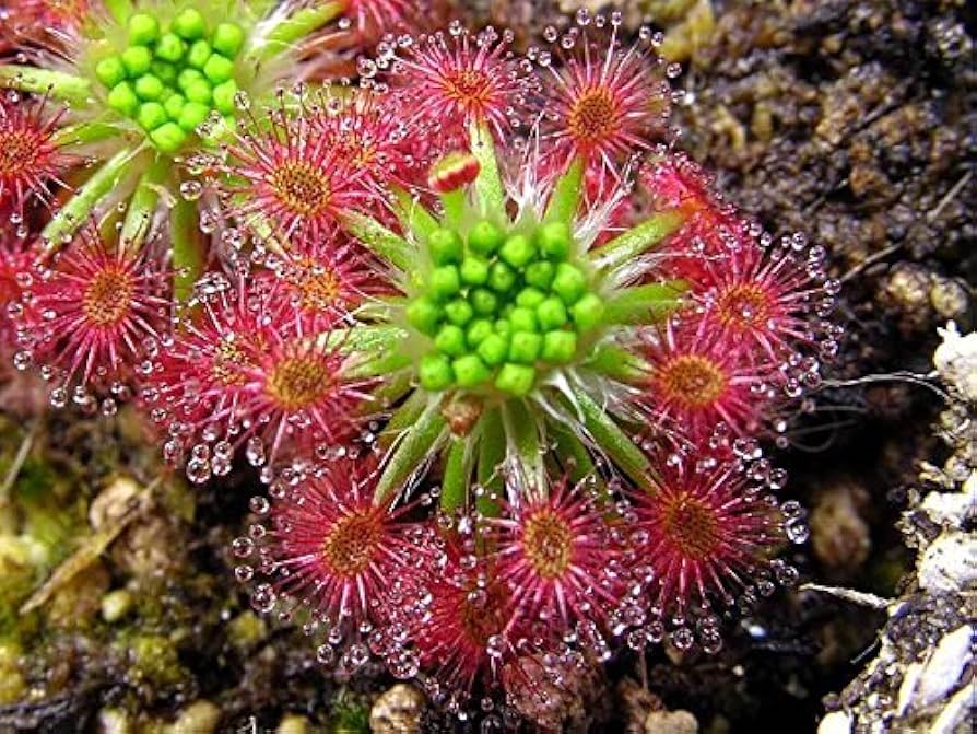 Pink Drosera Sundew Flower seeds for Planting - Bright Blooms, Heirloom & GMO Free Seeds for Home Garden