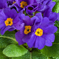 Purple Yellow Primula Malacoides Seeds Flower seeds for Planting Bright Blossoms Heirloom & GMO Free Seeds For Home Garden 
 
 Sale