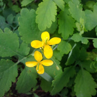 Celidonia Flower seeds for Planting Low Maintenance Heirloom & GMO Free Seeds for Home Garden 
 
 Sale