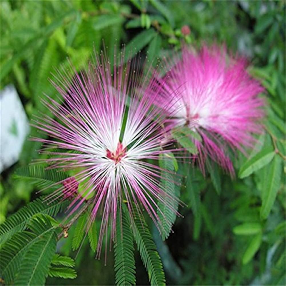 Pink Albizia Flower Seeds for Planting Compact Growth Heirloom & GMO Free Seeds for Home Garden
 
 Sale