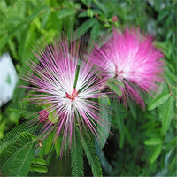 Pink White Mimosa Flower seeds for Planting - Low Maintenance, Heirloom & GMO Free Seeds for Home Garden
 
 Sale seeds for planting in home garden