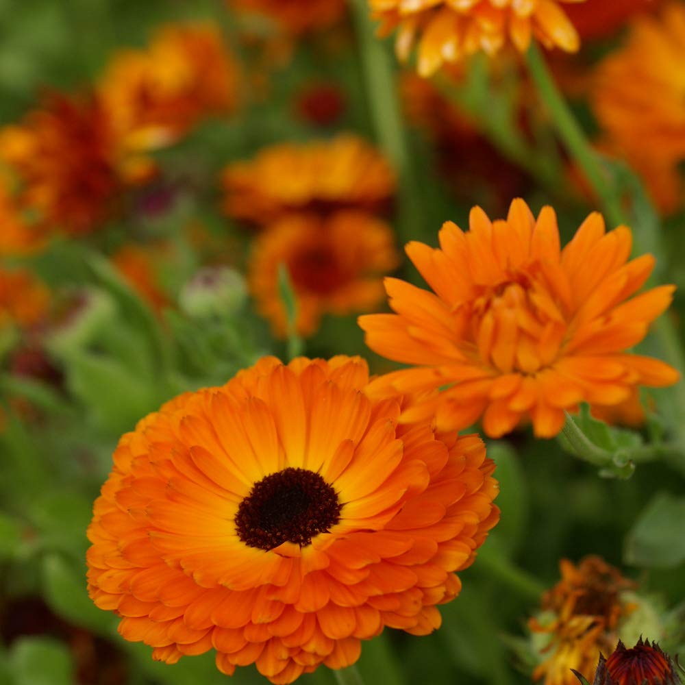 Calendula Geishe Girl Seeds for Planting flower bed garden