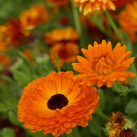 Calendula Geishe Girl Seeds for Planting flower bed garden