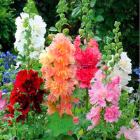 Hollyhock Flower seeds for Planting Sun Loving Heirloom & GMO Free Seeds for Home Garden