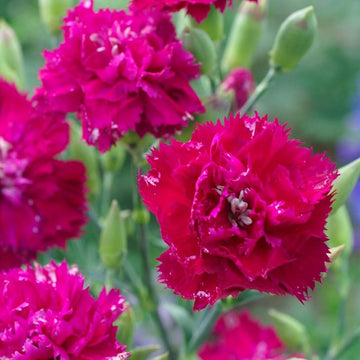 Pink Carnations Flower Seeds for Planting Compact Growth Heirloom & GMO Free Seeds for Home Garden
 
 Sale
