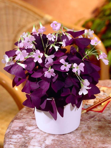 Oxalis Triangularis Flower seeds for Planting - Bright Blooms, Heirloom & GMO Free Seeds for Home Garden