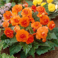 Orange Begonia Flower seeds for Planting - Hardy Variety, Heirloom & GMO Free Seeds for Home Garden