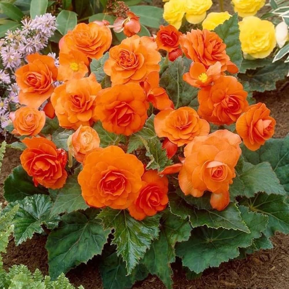 Begonia Flower seeds for Planting - Shade Tolerant, Heirloom & GMO Free Seeds for Home Garden