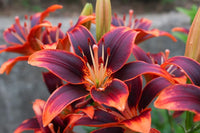 Mixed Color Special Blue Heart Lily Seeds for Home Garden