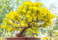 Yellow Perennial Bonsai Flower seeds for Planting - Wildflower Mix, Heirloom & GMO Free Seeds for Home Garden