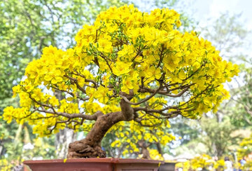 Yellow Perennial Bonsai Flower seeds for Planting - Wildflower Mix, Heirloom & GMO Free Seeds for Home Garden