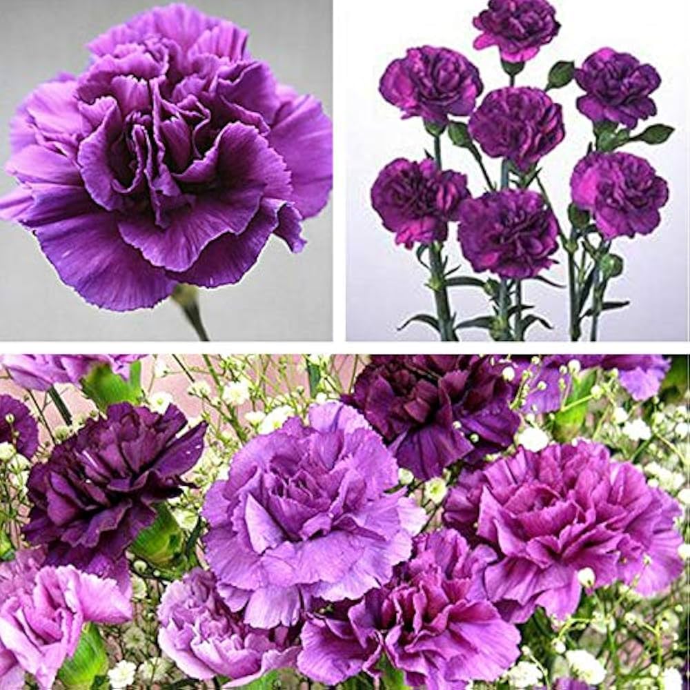 Purple Carnation Flower seeds for Planting Low Maintenance Heirloom & GMO Free Seeds for Home Garden