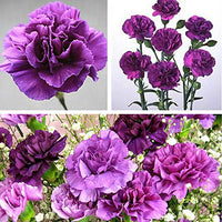 Violet Carnation Flower seeds for Planting Premium Quality Heirloom & GMO Free Seeds for Home Garden