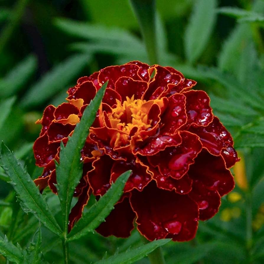 Dark Red Marigold Flower Seeds for Planting - Vibrant Annuals