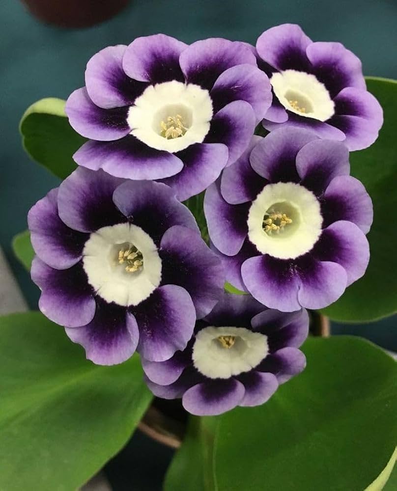 Dark Purple Primrose Flower seeds for Planting Seasonal Bloomer Heirloom & GMO Free Seeds for Home Garden 
 
 Sale