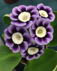 Dark Purple Primrose Flower seeds for Planting Seasonal Bloomer Heirloom & GMO Free Seeds for Home Garden 
 
 Sale
