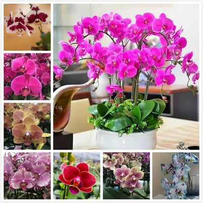100 Pcs