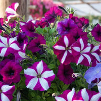 Mixed Mexican Petunia Flower seeds for Planting - Long Bloom Season, Heirloom & GMO Free Seeds for Home Garden