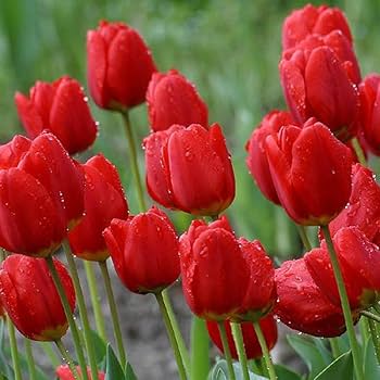 Burgundy Tulip Flower Seeds for Planting Cut Flower Favorite Heirloom & GMO Free Seeds for Home Garden
 
 Sale