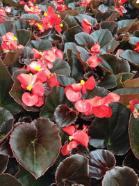 Red Begonia Flower seeds for Planting Compact Growth Heirloom & GMO Free Seeds for Home Garden 
 
 Sale