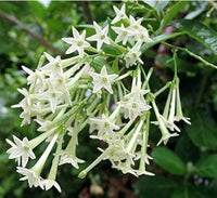 Cestrum Flower seeds for Planting - Garden Favorite, Heirloom & GMO Free Seeds for Home Garden