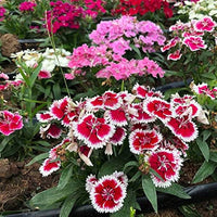Mixed Dianthus Sonata Flower seeds for Planting - Fragrant Blossoms, Heirloom & GMO Free Seeds for Home Garden