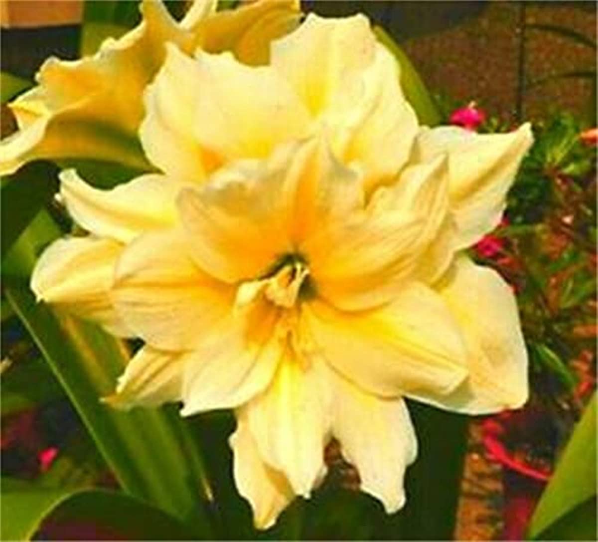 Yellow Hippeastrum Flower seeds for Planting Drought Tolerant Heirloom & GMO Free Seeds for Home Garden