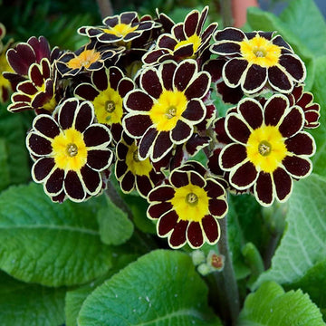 Maroon Yellow Primrose Flower seeds for Planting - Cottage Garden Essential, Heirloom & GMO Free Seeds for Home Garden
