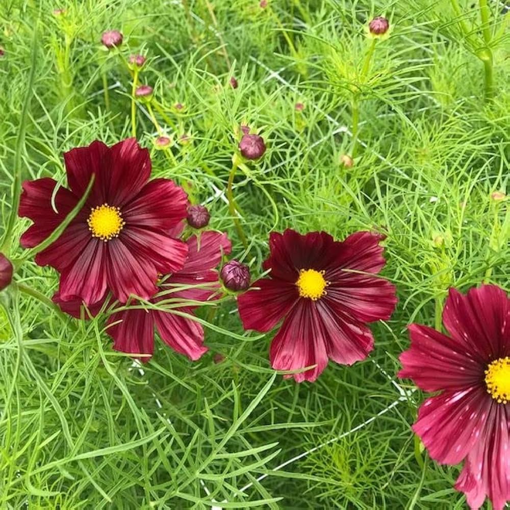 Cosmos Rubenza Seeds for Planting Wildflower Meadow Garden Borders