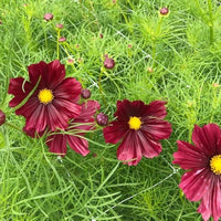 Cosmos Rubenza Seeds for Planting Wildflower Meadow Garden Borders