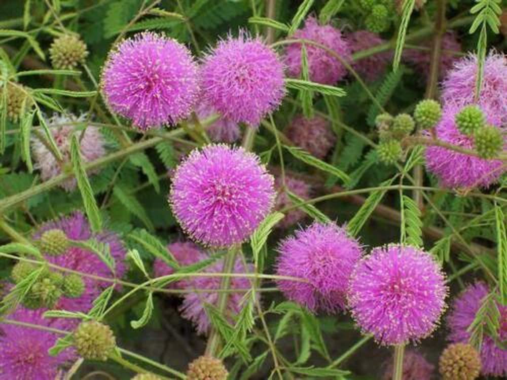 Plantas Sensibles Flower seeds for Planting - Hardy Variety, Heirloom & GMO Free Seeds for Home Garden