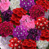 Verbena Obsession Perennial Flower Seeds for Vibrant Garden Blooms