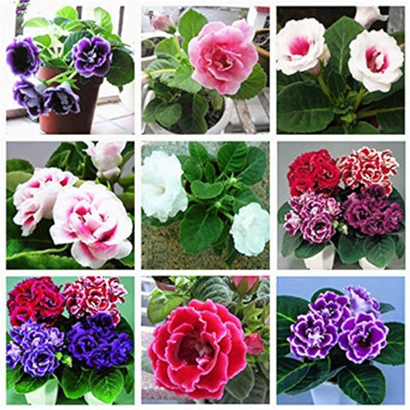 MultiColored Gloxinia Flower seeds for Planting Colorful Display Heirloom & GMO Free Seeds for Home Garden