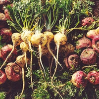 Maca Root Seeds for Planting Lepidium meyenii for vegetable patches and herbal gardens